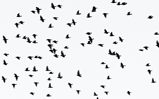 Birds